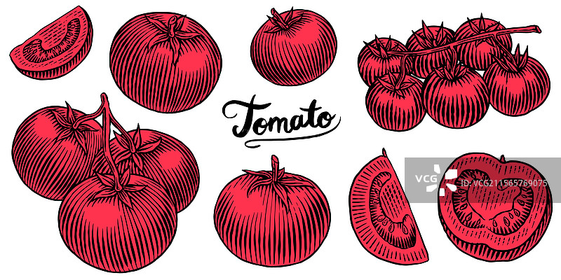 一组美味新鲜的红番茄手绘图像图片素材