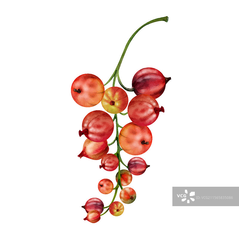 成熟的黑醋栗和醋栗果实串在一起的枝条图片素材