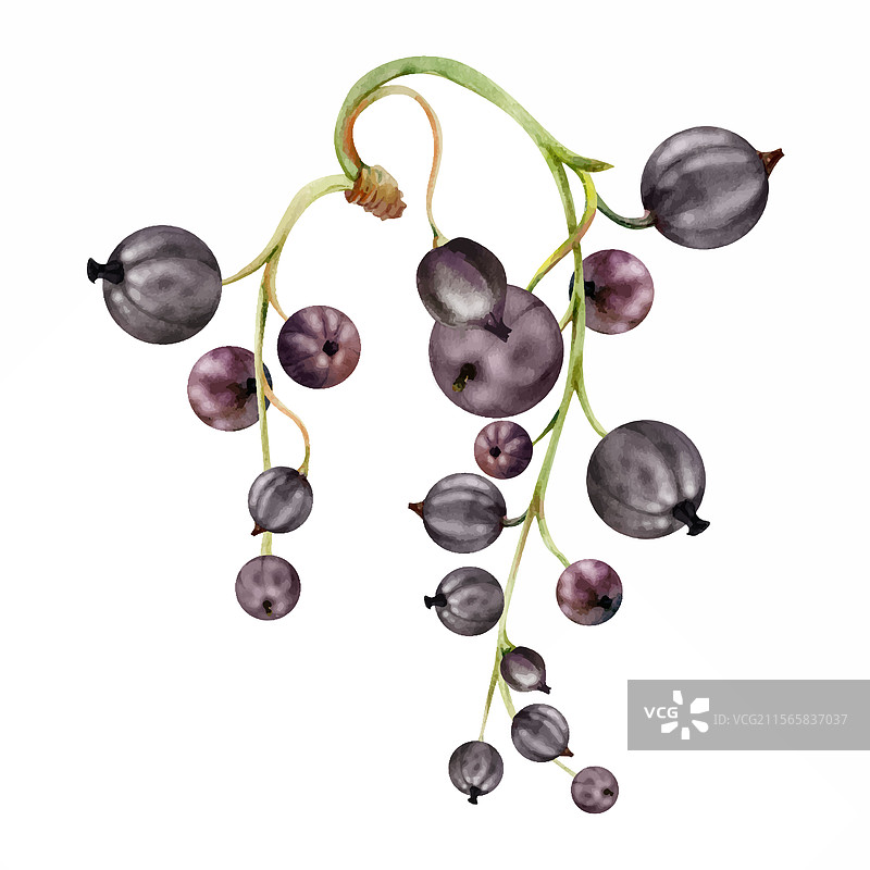 黑加仑醋栗的花序串束茎图片素材