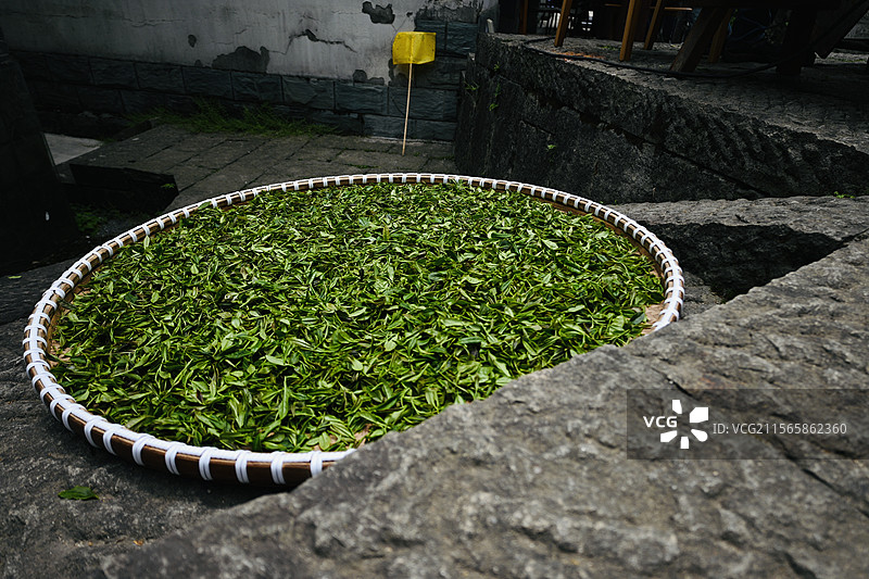 西湖龙井图片素材