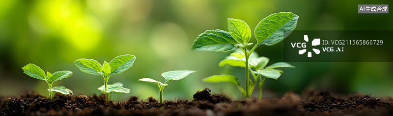 【AI数字艺术】植物 生长 生长过程图片素材