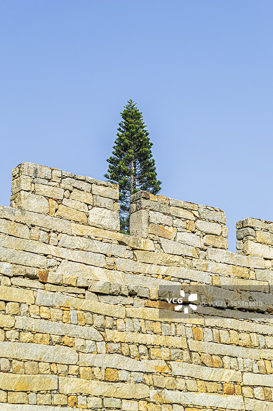 泉州惠安崇武古城城墙上的一棵树图片素材