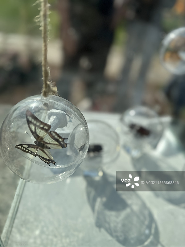 上海泡泡公园国际花展图片素材