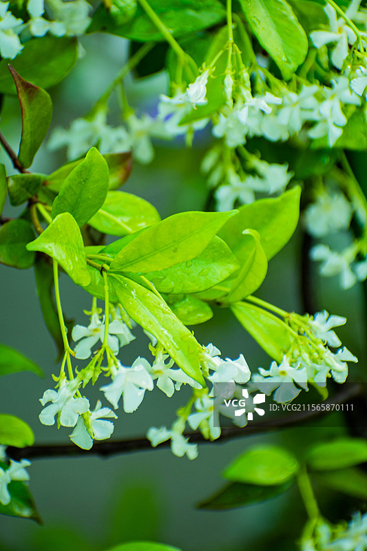 四川绵阳户外花、风车茉莉、茉莉花、植物、绿意图片素材
