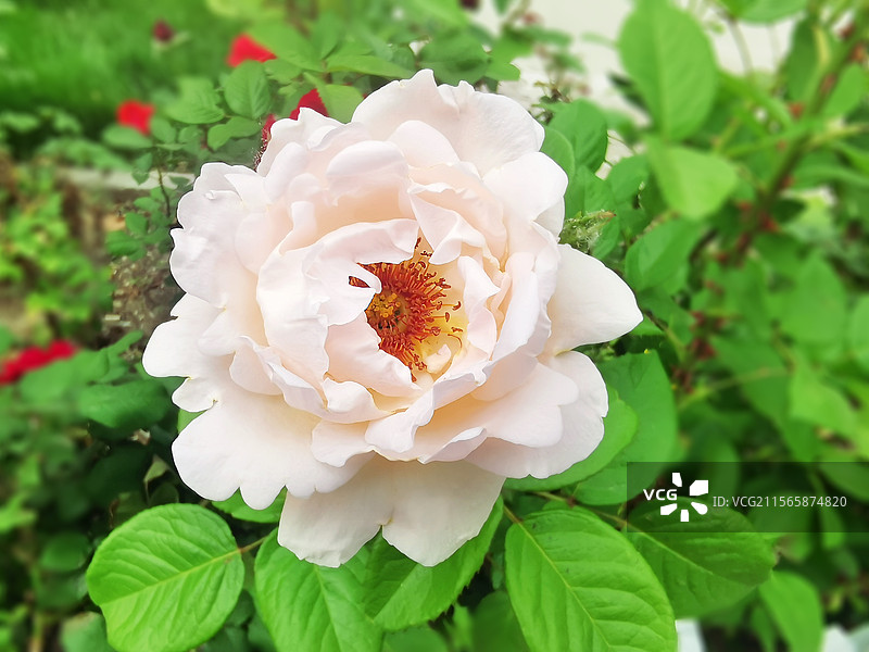 一朵白色的月季花图片素材