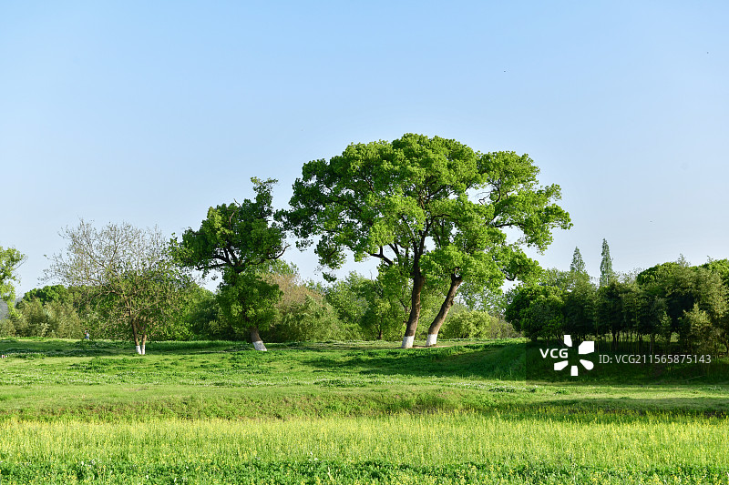 阳光大树绿色草坪草地图片素材