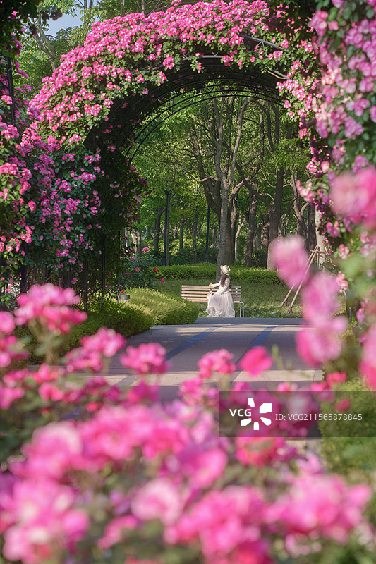 上海浦东前滩休闲公园月季园春夏植物月季花图片素材