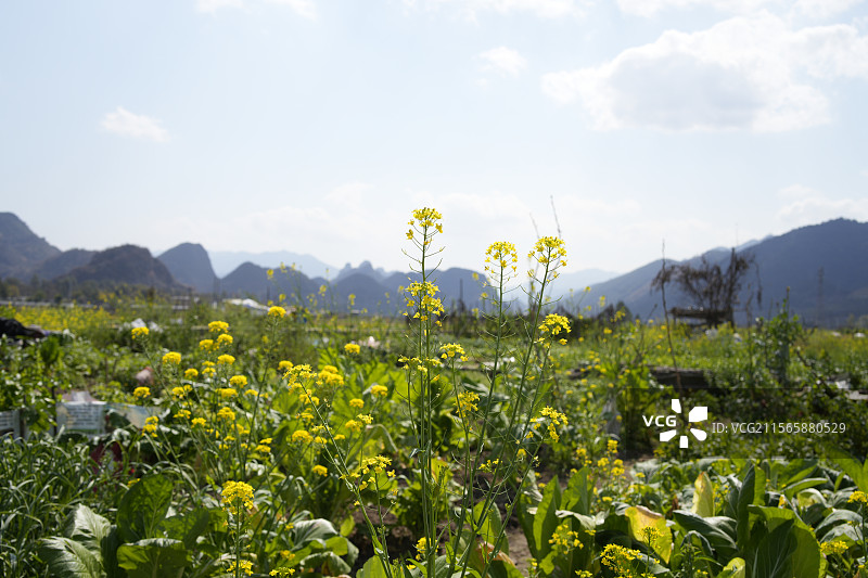 油菜花田 广东 清远 连南州 自然风光 乡村风光图片素材