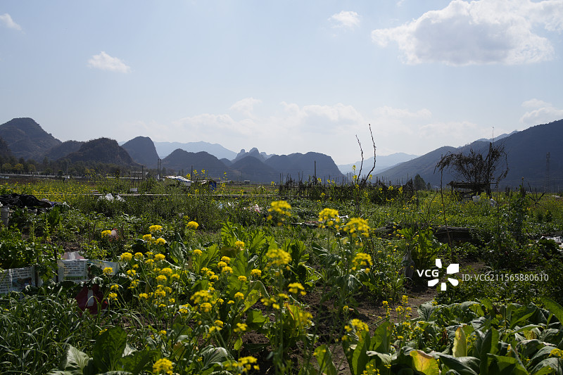 油菜花田 广东 清远 连南州 自然风光 乡村风光图片素材