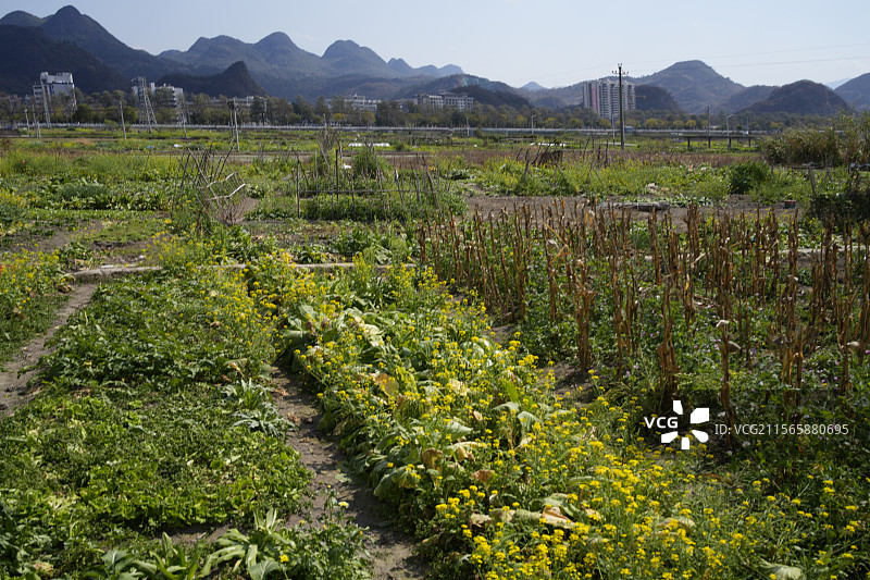 油菜花田 广东 清远 连南州 自然风光 乡村风光图片素材
