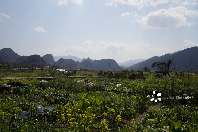 油菜花田 广东 清远 连南州 自然风光 乡村风光图片素材