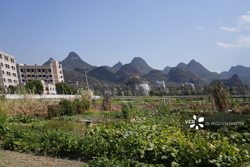 油菜花田 广东 清远 连南州 自然风光 乡村风光图片素材
