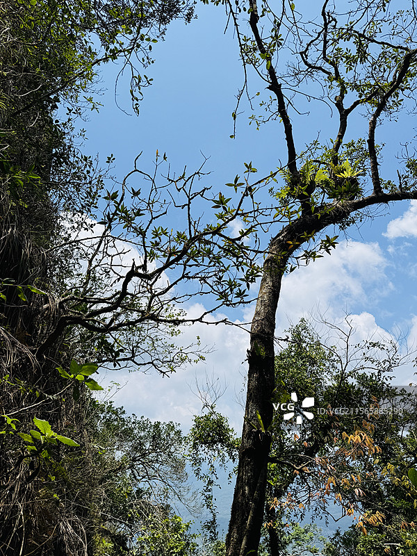 海南七仙岭温泉国家森林公园图片素材