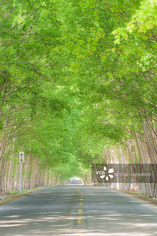 林荫小道图片素材