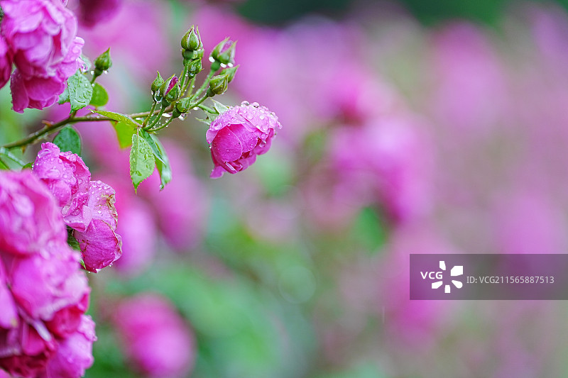 共青森林公园雨天盛开的月季蔷薇图片素材