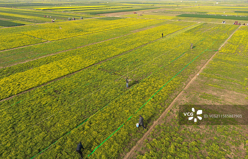 河南省淮滨县猫爪草种植基地图片素材