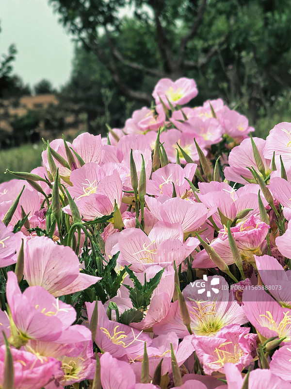 唐长安城未央宫遗址公园图片素材