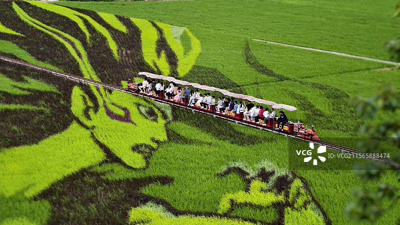 小火车穿梭在稻田中图片素材