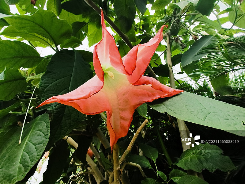 石家庄植物园   木本曼陀罗花图片素材