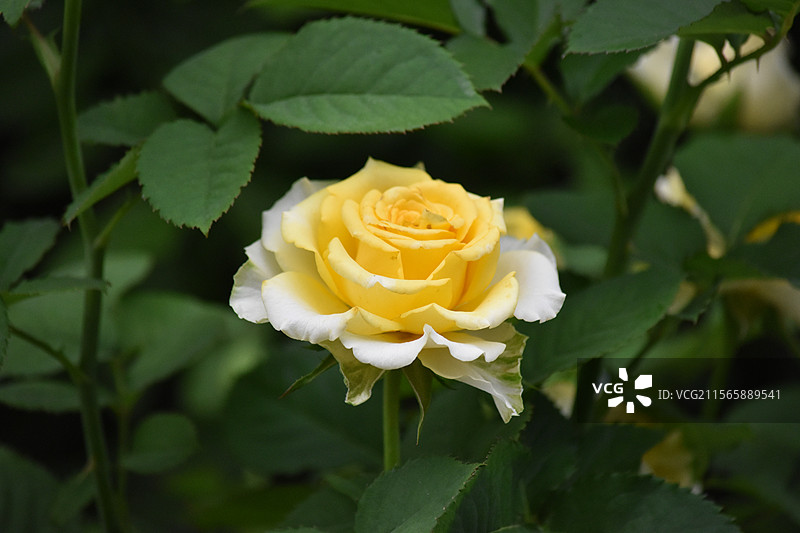 花园里的黄色月季图片素材