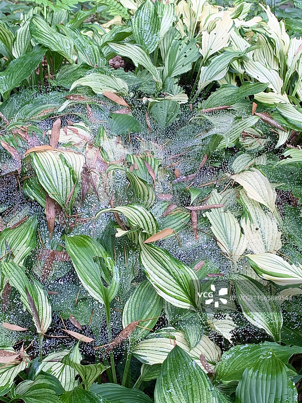 四川宜宾蜀南竹海蜘蛛网蕨类植物绿色生机勃勃图片素材