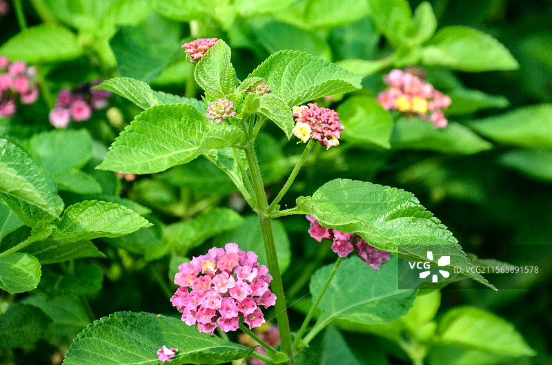 杭州丁山湖马樱丹花卉特写图片素材