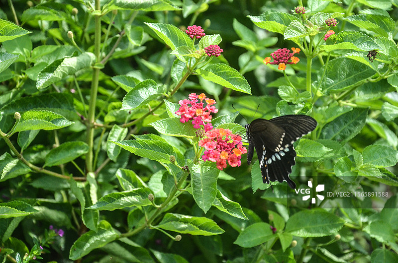 杭州丁山湖马樱丹植物和蝴蝶图片素材