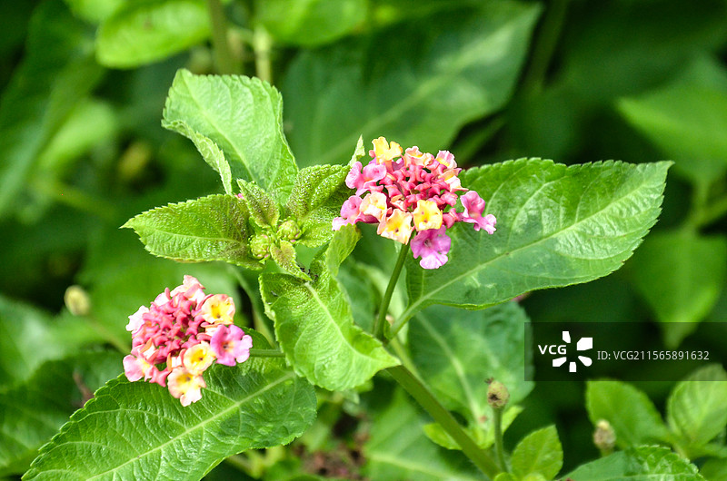 杭州丁山湖马樱丹花卉特写图片素材