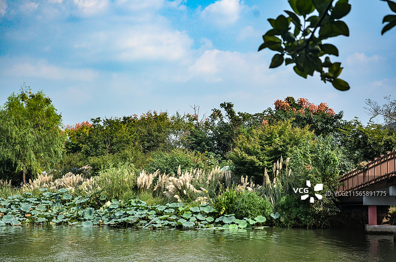 杭州丁山湖植物景观和桥图片素材