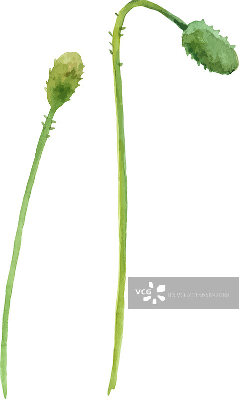 手绘水彩罂粟花设计图片素材
