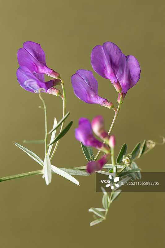 立夏开花的山野豌豆图片素材