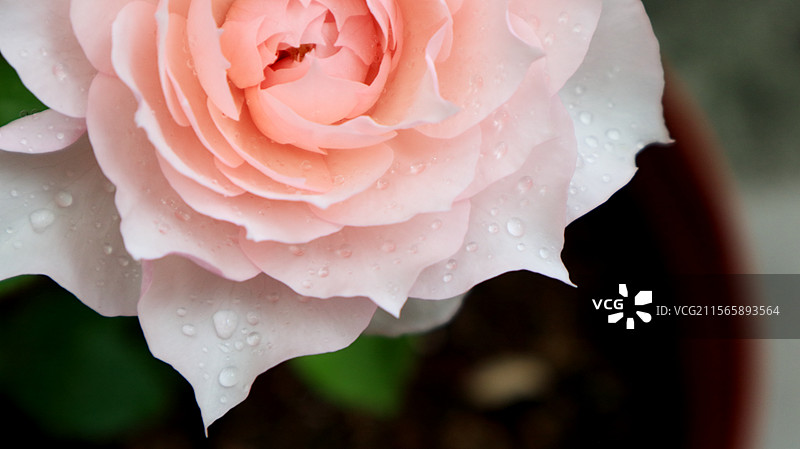 半开粉色月季莫妮卡戴维特写图片素材