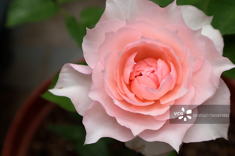 半开粉色月季莫妮卡戴维特写图片素材