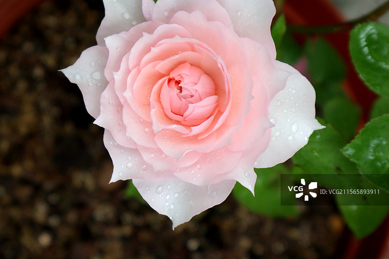 半开粉色月季莫妮卡戴维特写图片素材