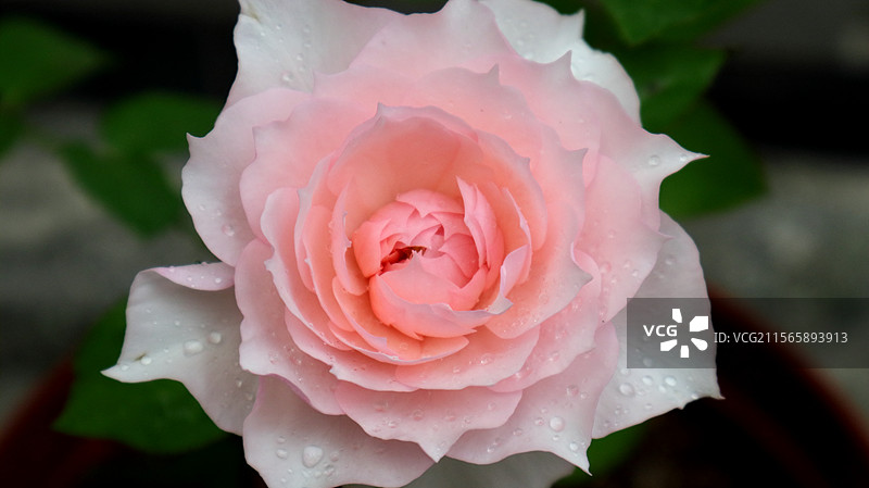 半开粉色月季莫妮卡戴维特写图片素材