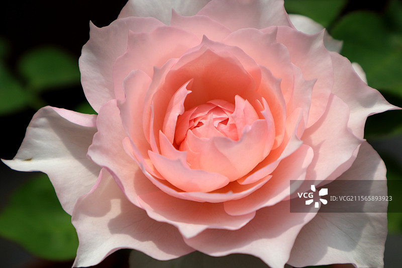 半开粉色月季莫妮卡戴维特写图片素材