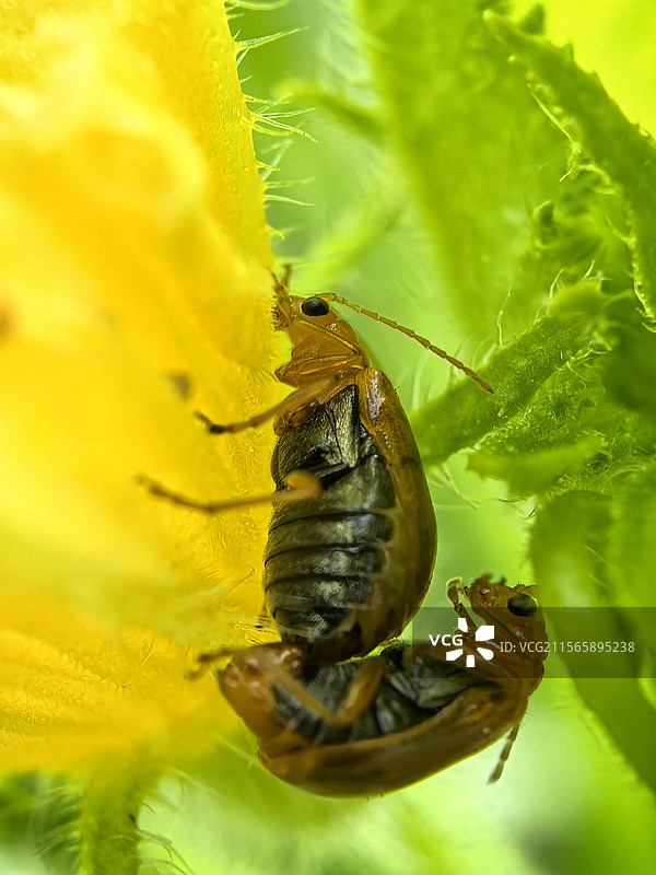 黄守瓜的浪图片素材