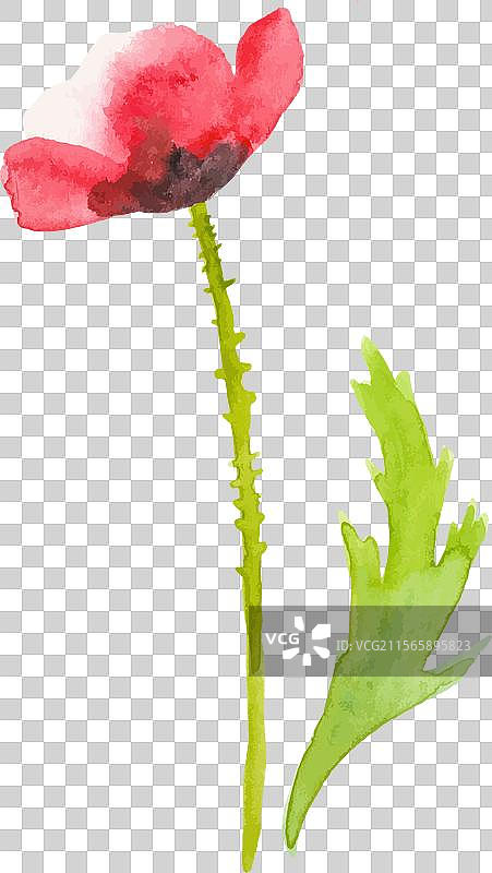 水彩画的罂粟花手绘设计图片素材
