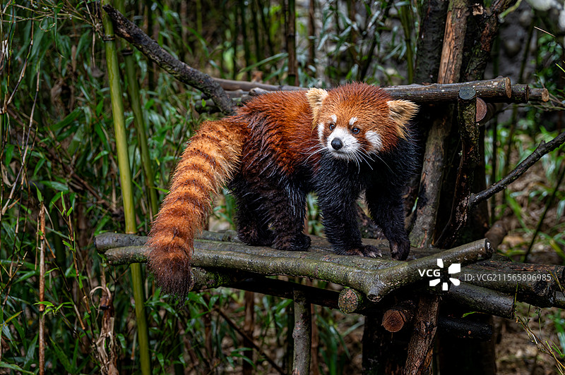 四川熊猫谷小熊猫图片素材