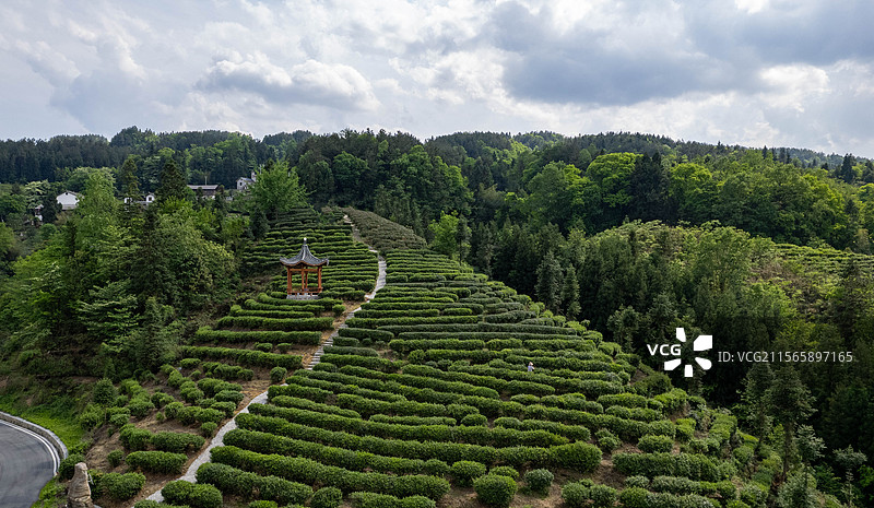 湖北恩施市太阳河乡茶园风光图片素材