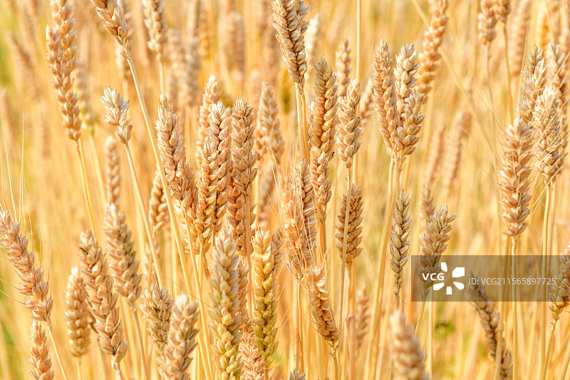 阳光下金黄色的麦田麦穗图片素材