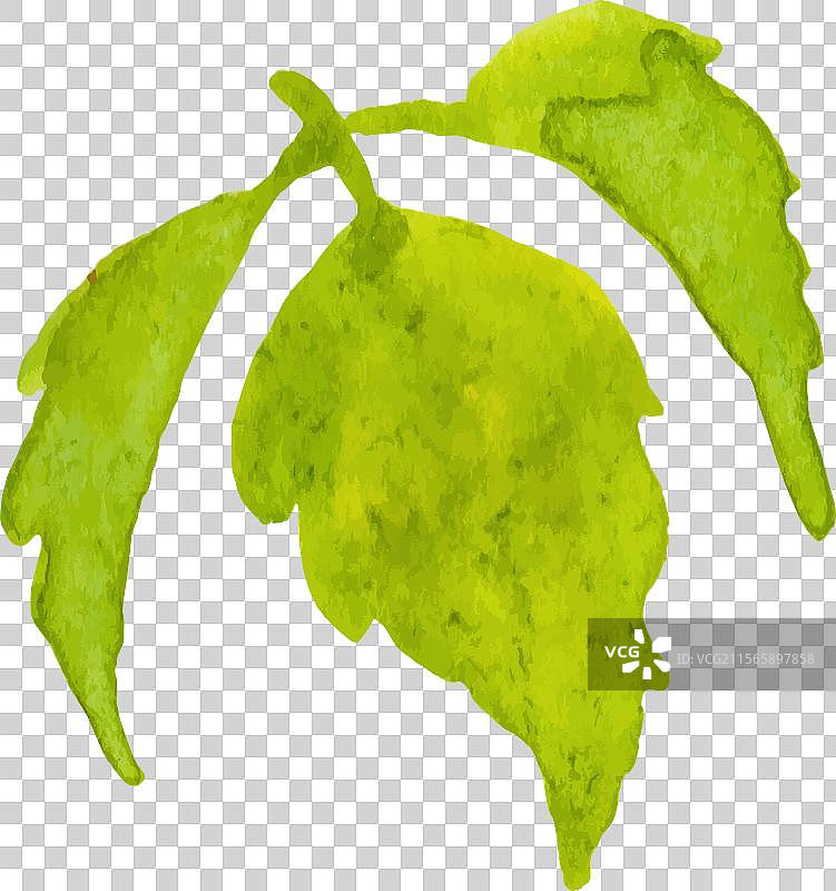 手绘水彩玫瑰花与叶子图片素材