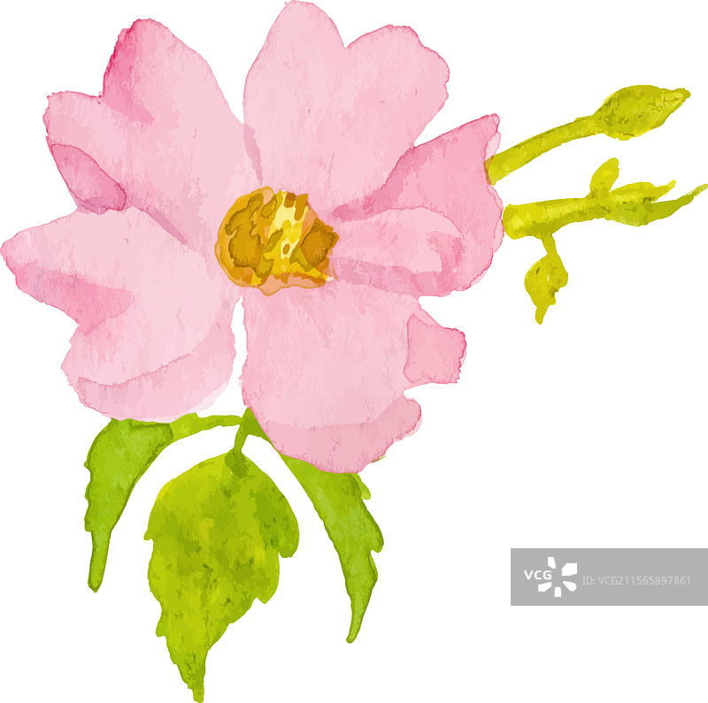 水彩画的狗玫瑰花手绘图图片素材