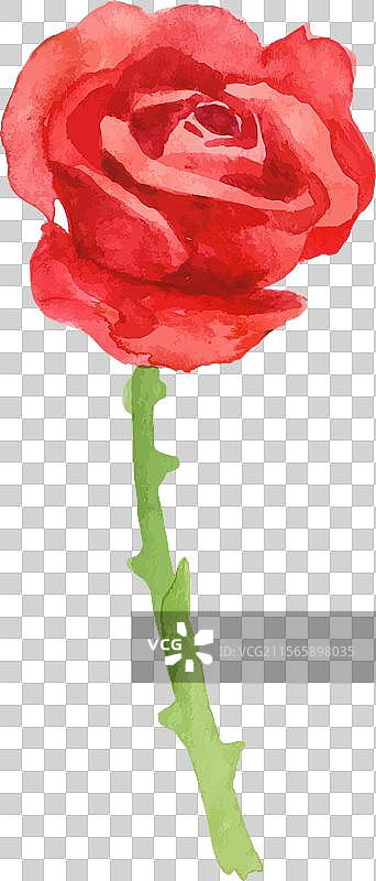手绘水彩玫瑰花设计图片素材