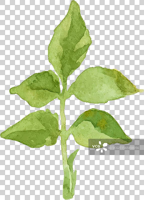 手绘水彩玫瑰花与叶子图片素材