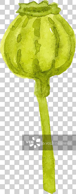 水彩画的罂粟花手绘设计图片素材