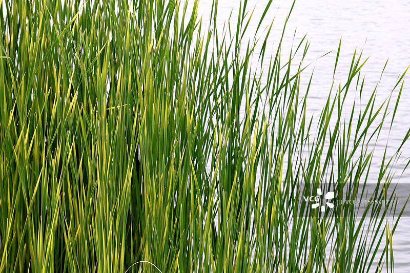 蒲草图片素材