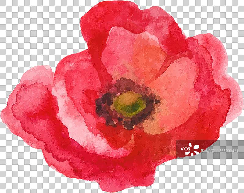 水彩画的罂粟花手绘设计图片素材
