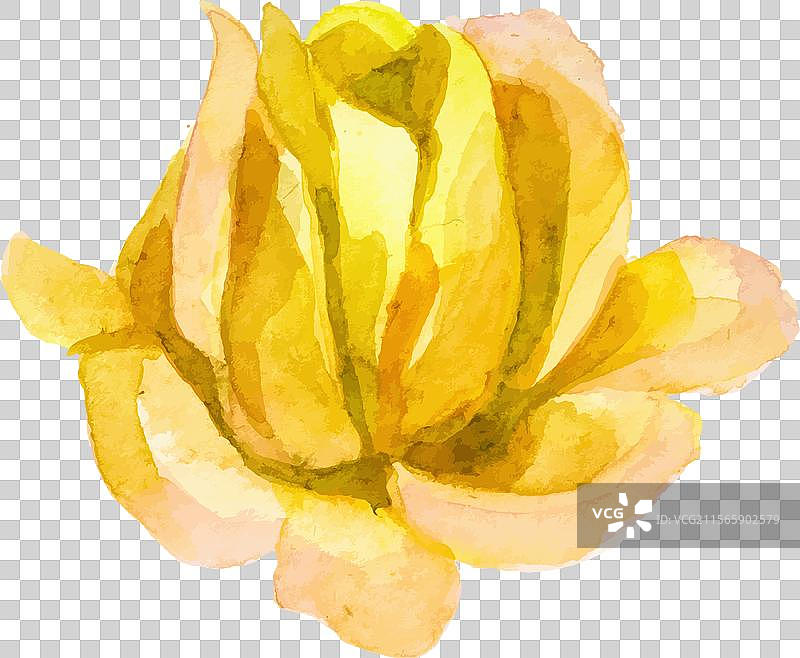 手绘水彩玫瑰花设计图片素材