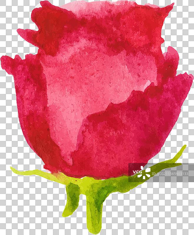 手绘水彩玫瑰花设计图片素材